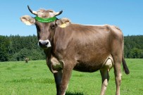 Andechser lädt zur Kuh-Challenge 2016