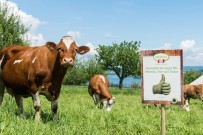 Österreichs Heumilchbauern fördern Artenvielfalt