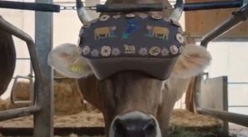 Virtual Reality für unsere Appenzeller Kühe.